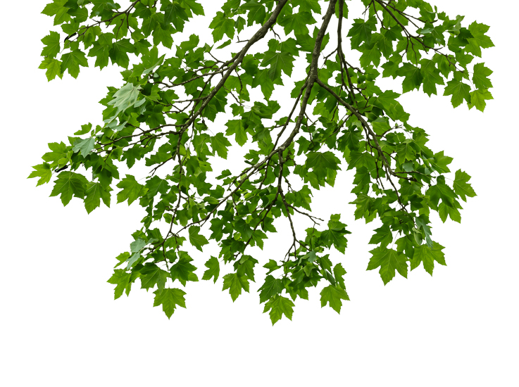 Foreground Greenery Overlays for Luminar | Marketplace(89)
