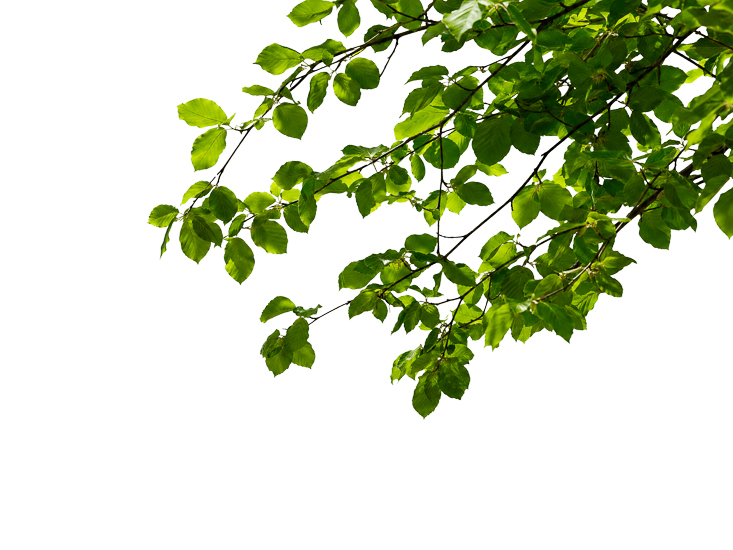 Foreground Greenery Overlays for Luminar | Marketplace(91)