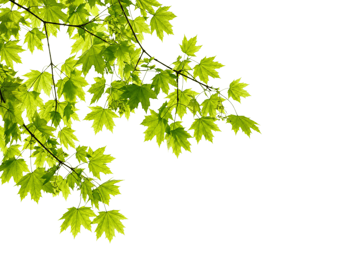 Foreground Greenery Overlays for Luminar | Marketplace(92)