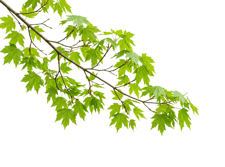 Foreground Greenery Overlays for Luminar | Marketplace(96)
