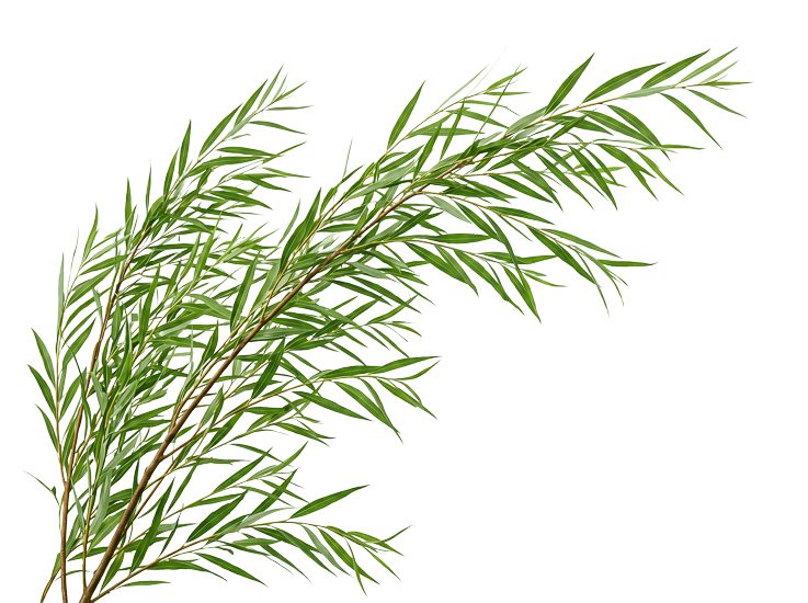 Foreground Greenery Overlays for Luminar | Marketplace(97)