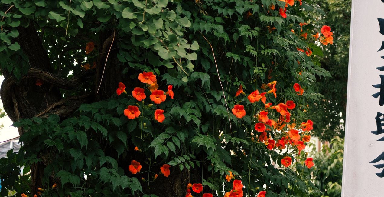 Préréglages Jardins Japonais pour Luminar | Marketplace(50)