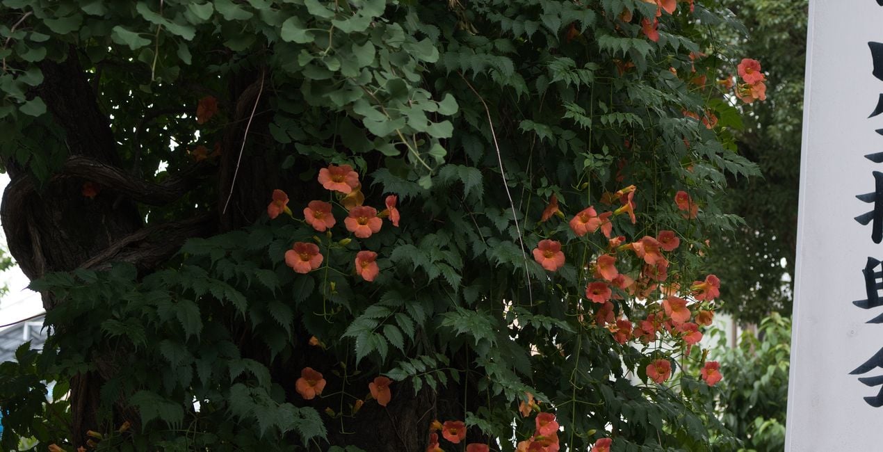 Préréglages Jardins Japonais pour Luminar | Marketplace(49)