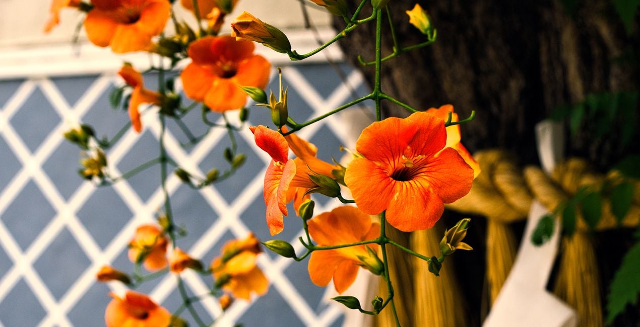 Préréglages Jardins Japonais pour Luminar | Marketplace(42)