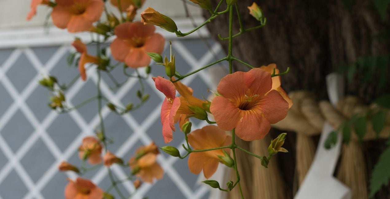 Préréglages Jardins Japonais pour Luminar | Marketplace(41)