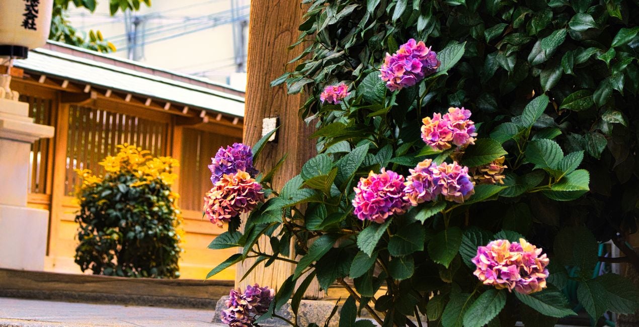 Préréglages Jardins Japonais pour Luminar | Marketplace(40)