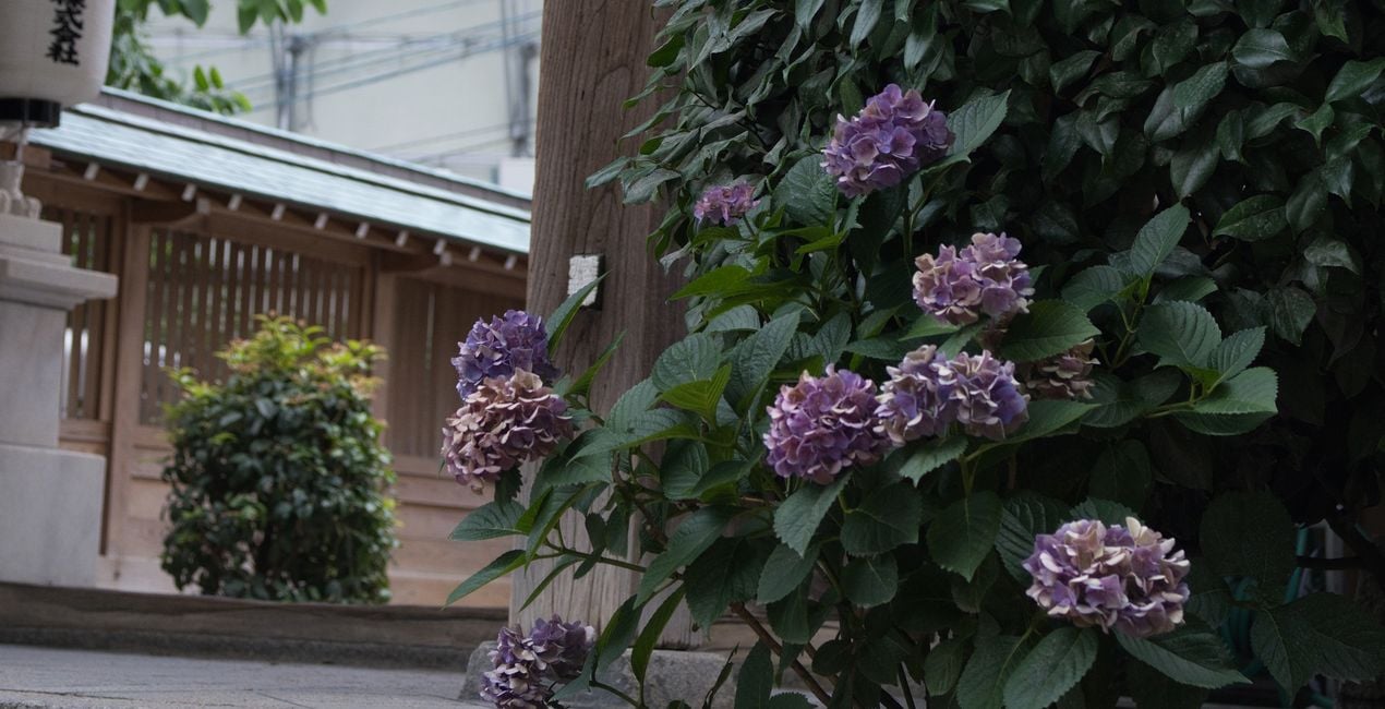 Préréglages Jardins Japonais pour Luminar | Marketplace(39)