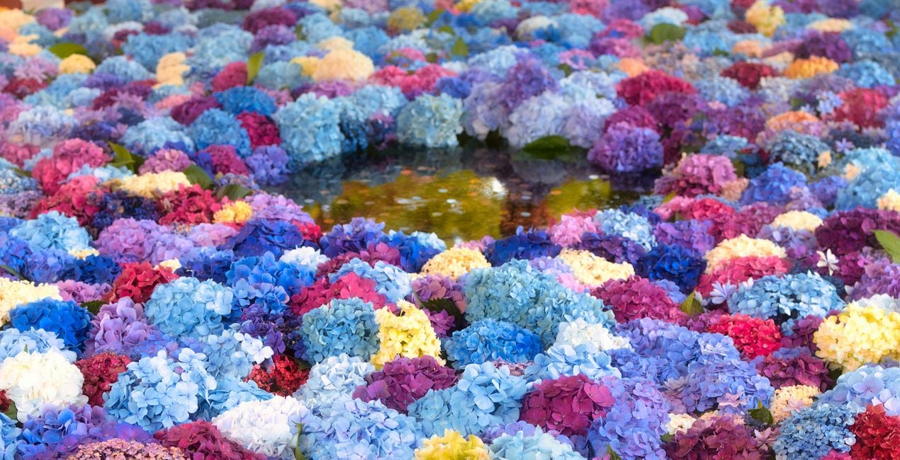 Préréglages Jardins Japonais pour Luminar | Marketplace(46)