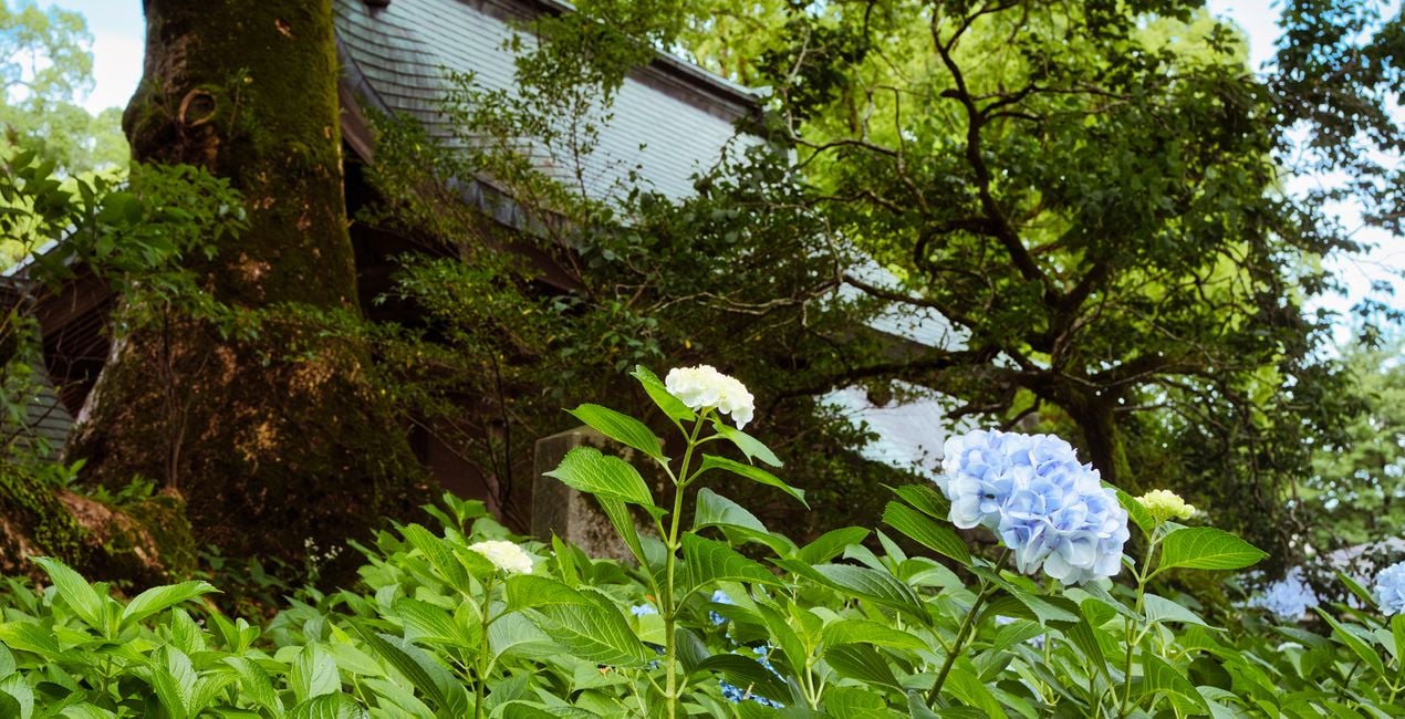 Préréglages Jardins Japonais pour Luminar | Marketplace(44)