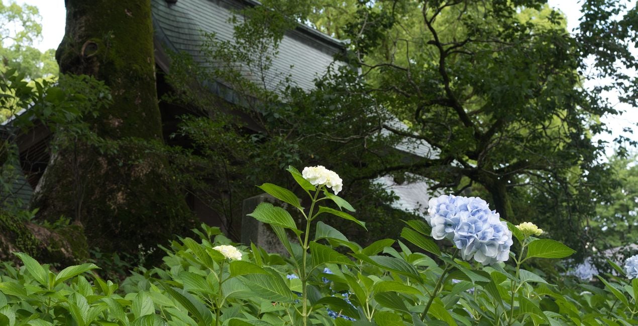 Préréglages Jardins Japonais pour Luminar | Marketplace(43)