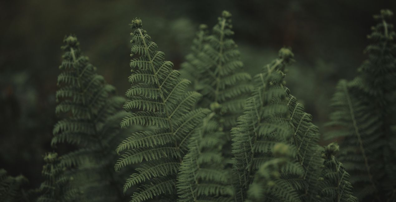Gouden Zonnewende LUTs | Luminar Marketplace(44)