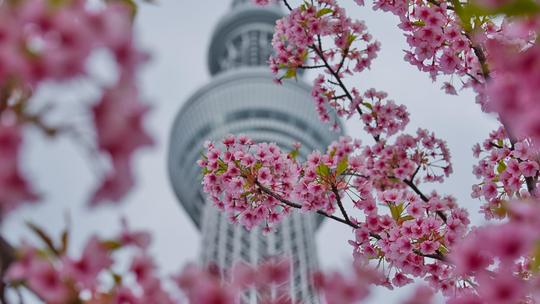 Sakura Blossom Looks image