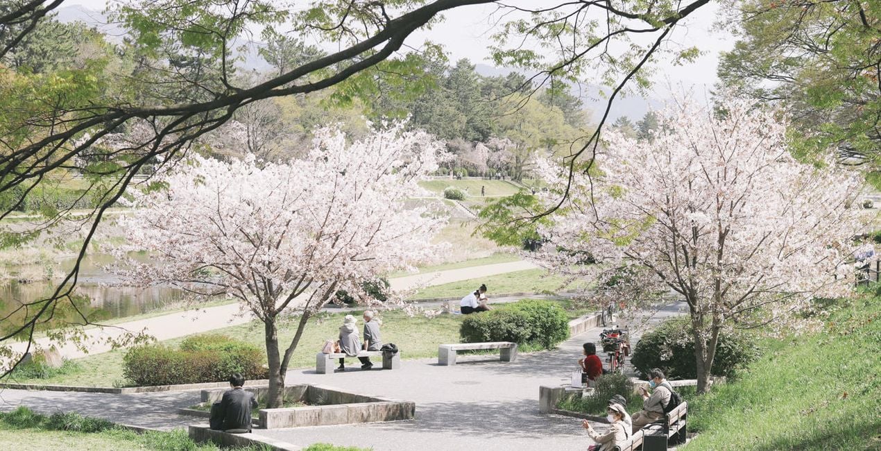 Sakura Blossom Looks is a photo enhancement asset for Luminar(40)