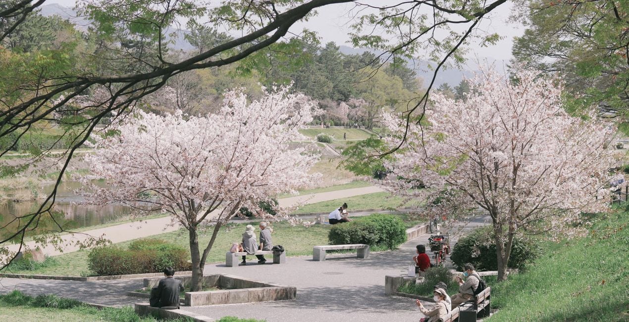 Sakura Blossom Looks is a photo enhancement asset for Luminar(39)