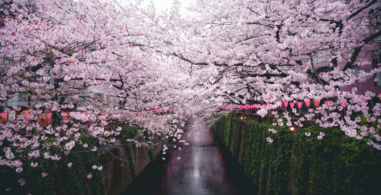 Sakura Blossom Looks(44)