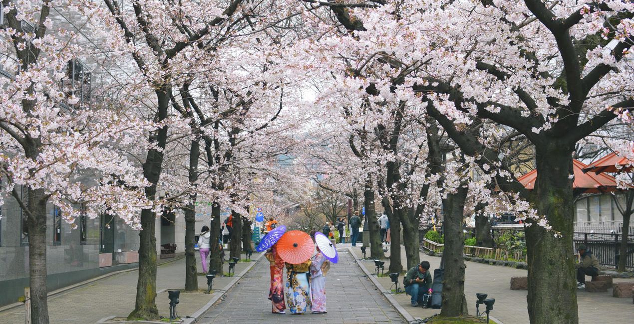 Sakura Blossom Looks(48)