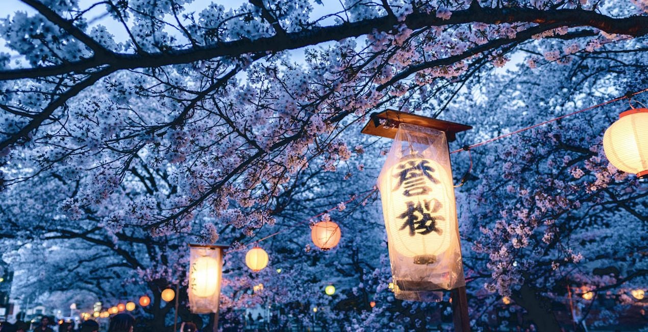 Sakura Blossom Looks is a photo enhancement asset for Luminar(50)