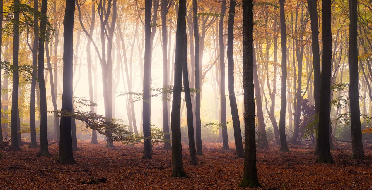 Magical Forests | Luminar Marketplace(48)