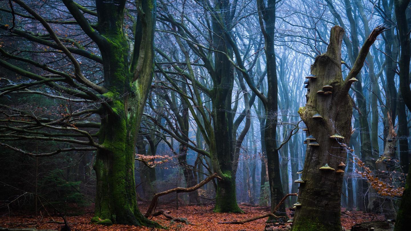 Magical Forests — slide 2