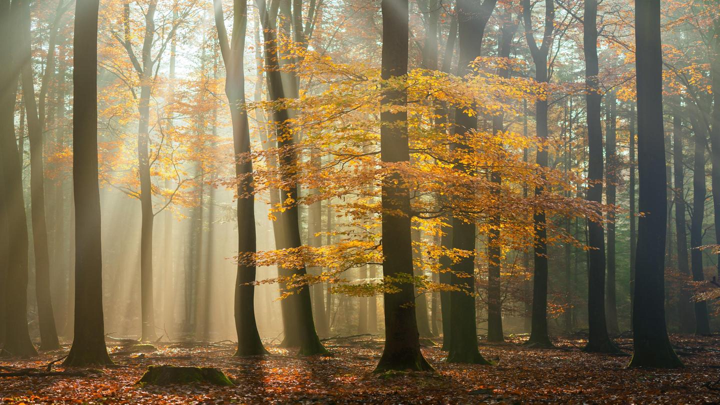 Magical Forests — slide 3