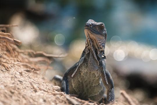 Amazing Animals image