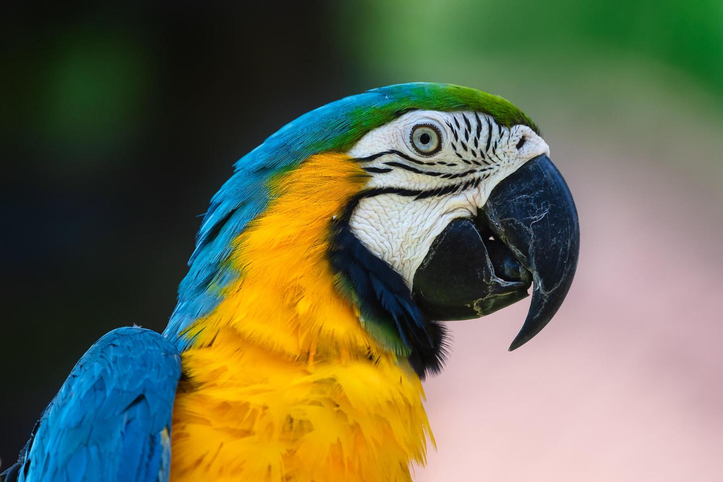 Amazing Animals — slide 2