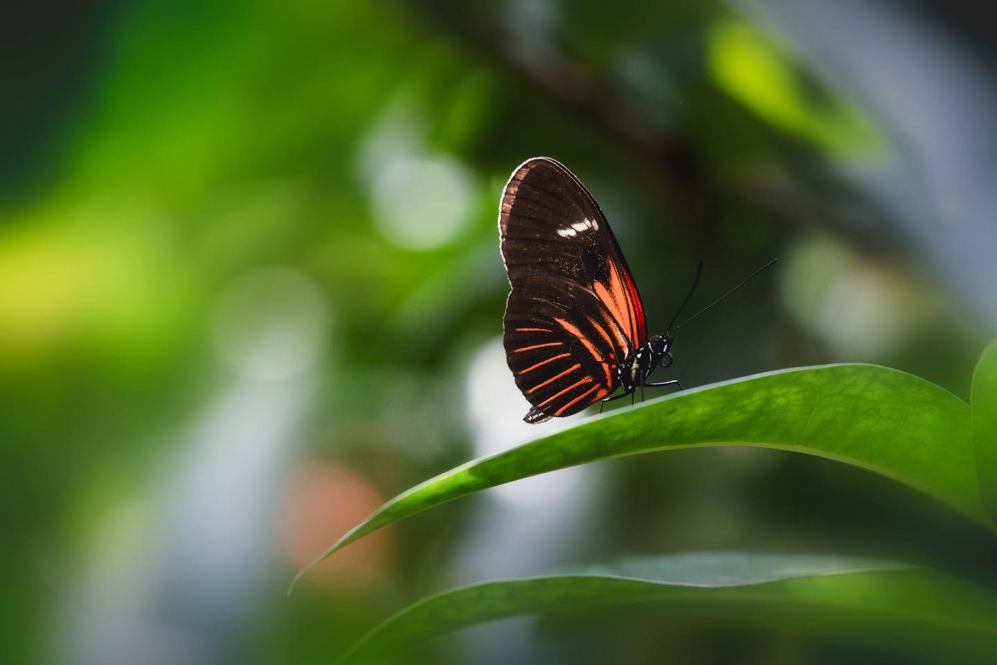 Amazing Animals — slide 1