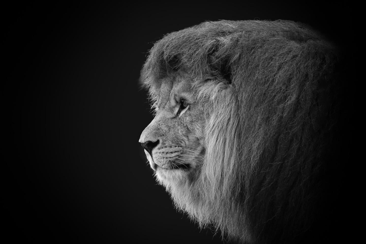Amazing Animals — slide 3
