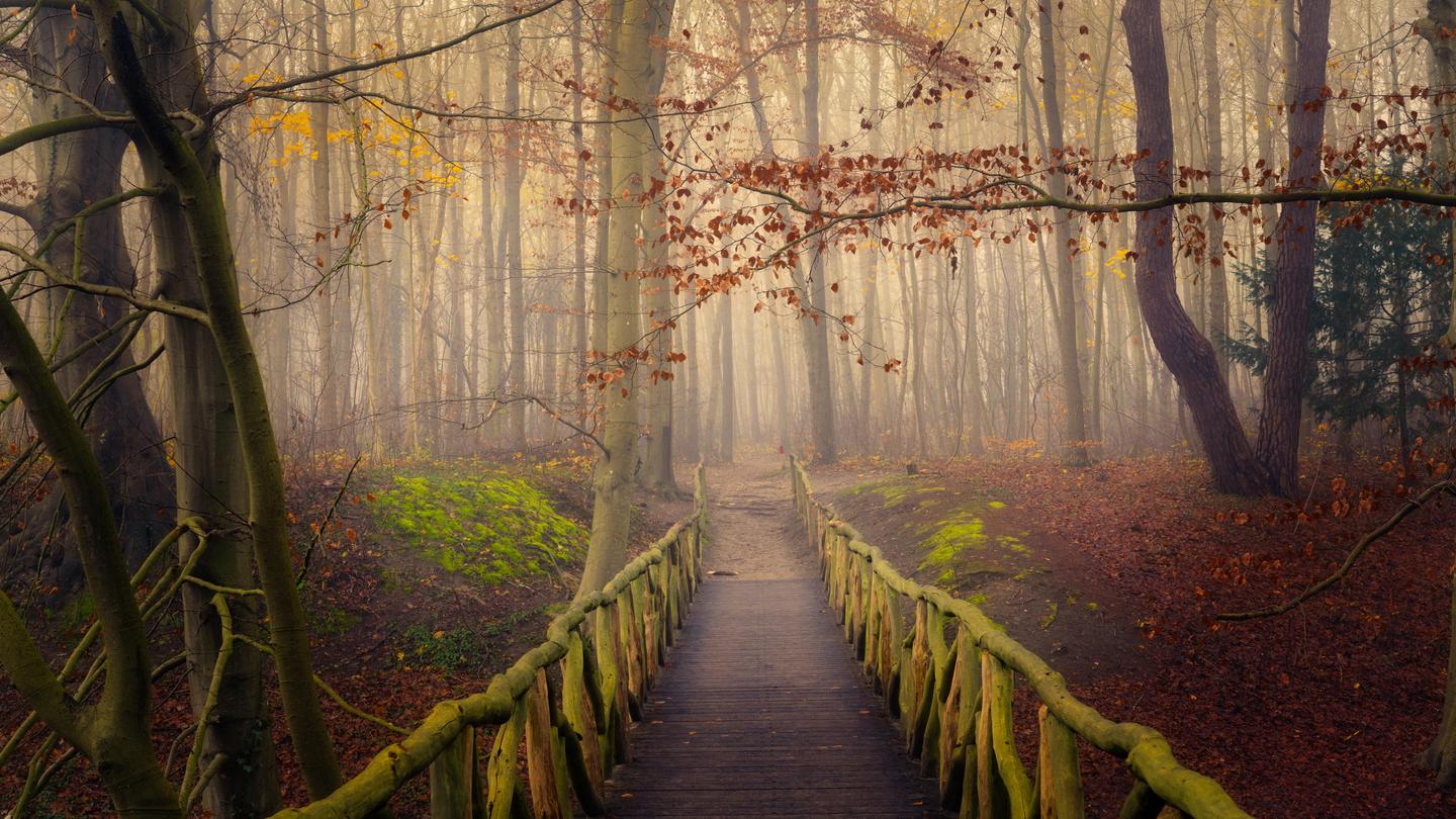 Magical Forests - Part II — slide 4