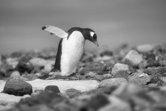 B&W Wildlife image