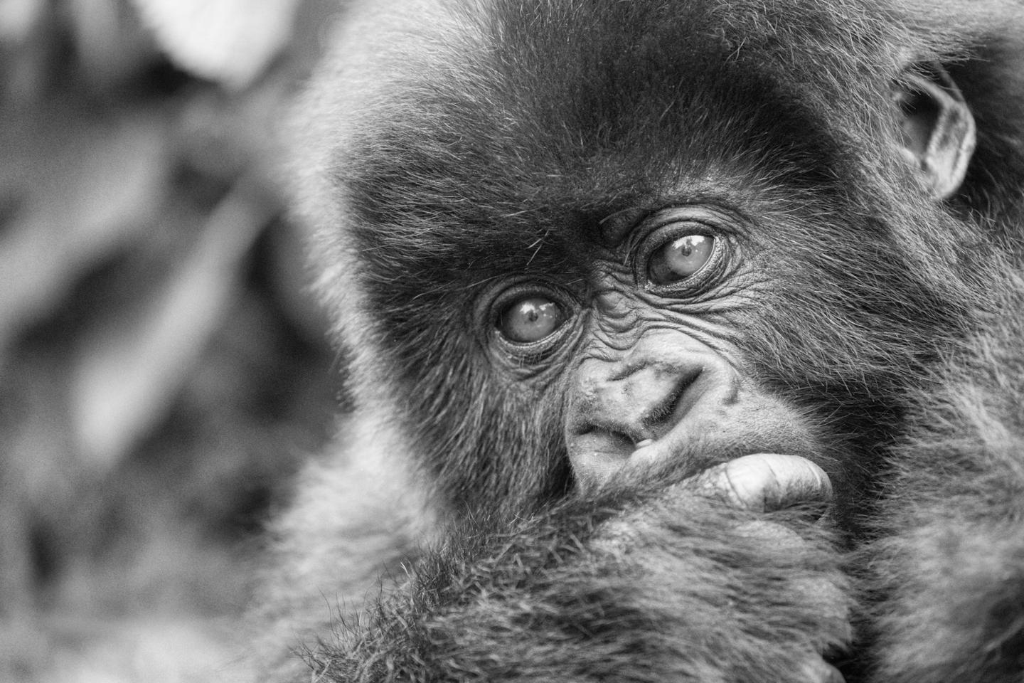 B&W Wildlife — slide 4
