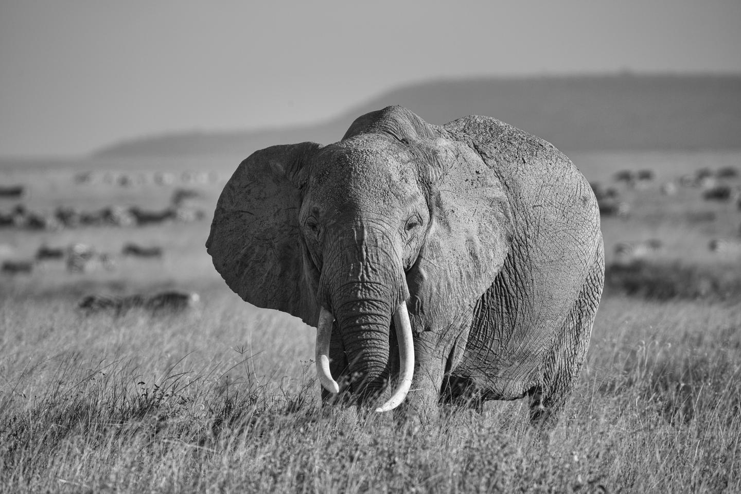 B&W Wildlife — slide 2
