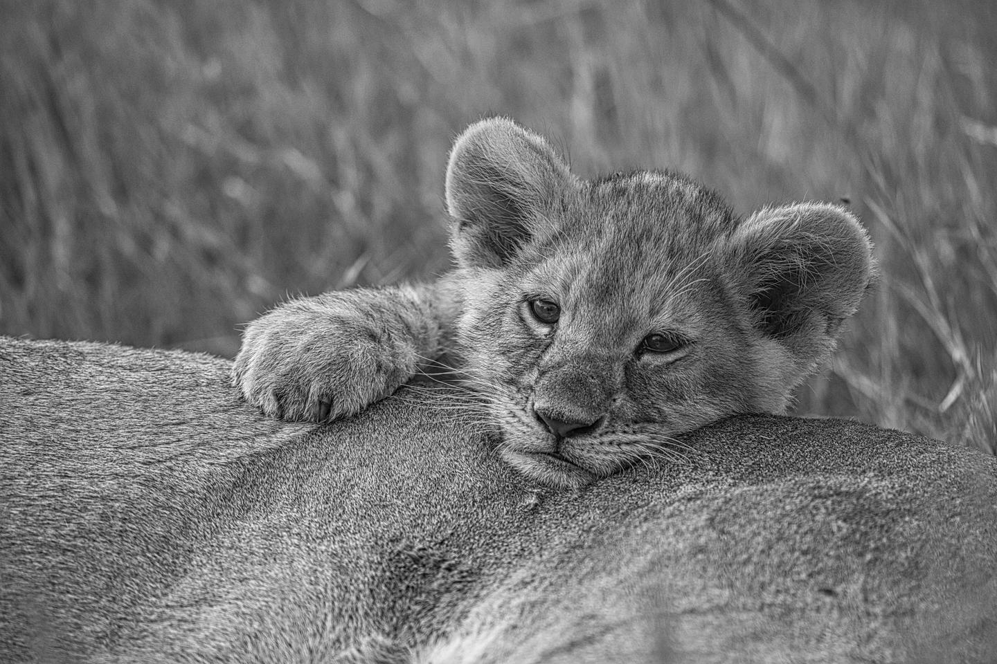 B&W Wildlife — slide 3