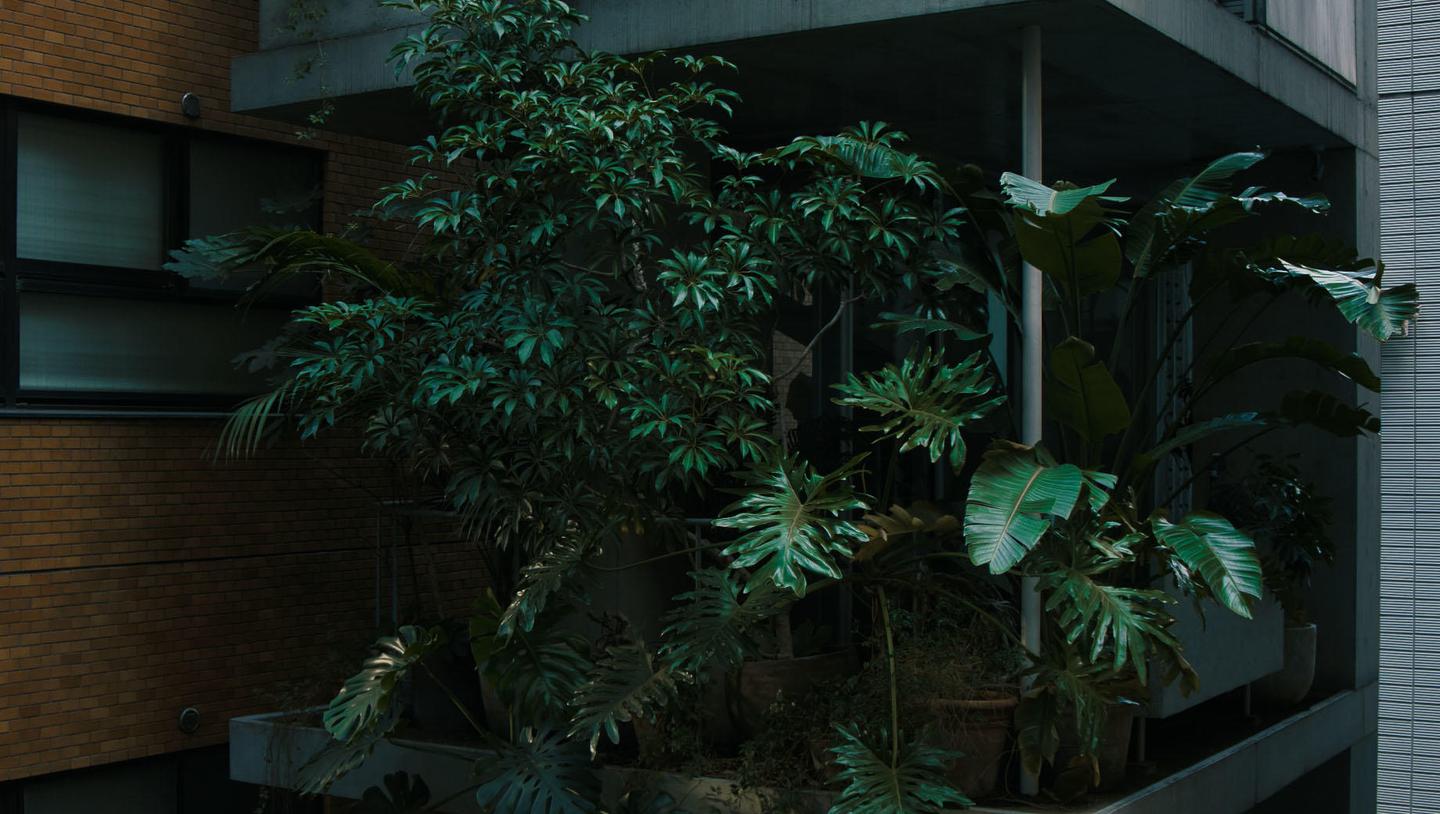 Сoncrete Jungle — slide 2