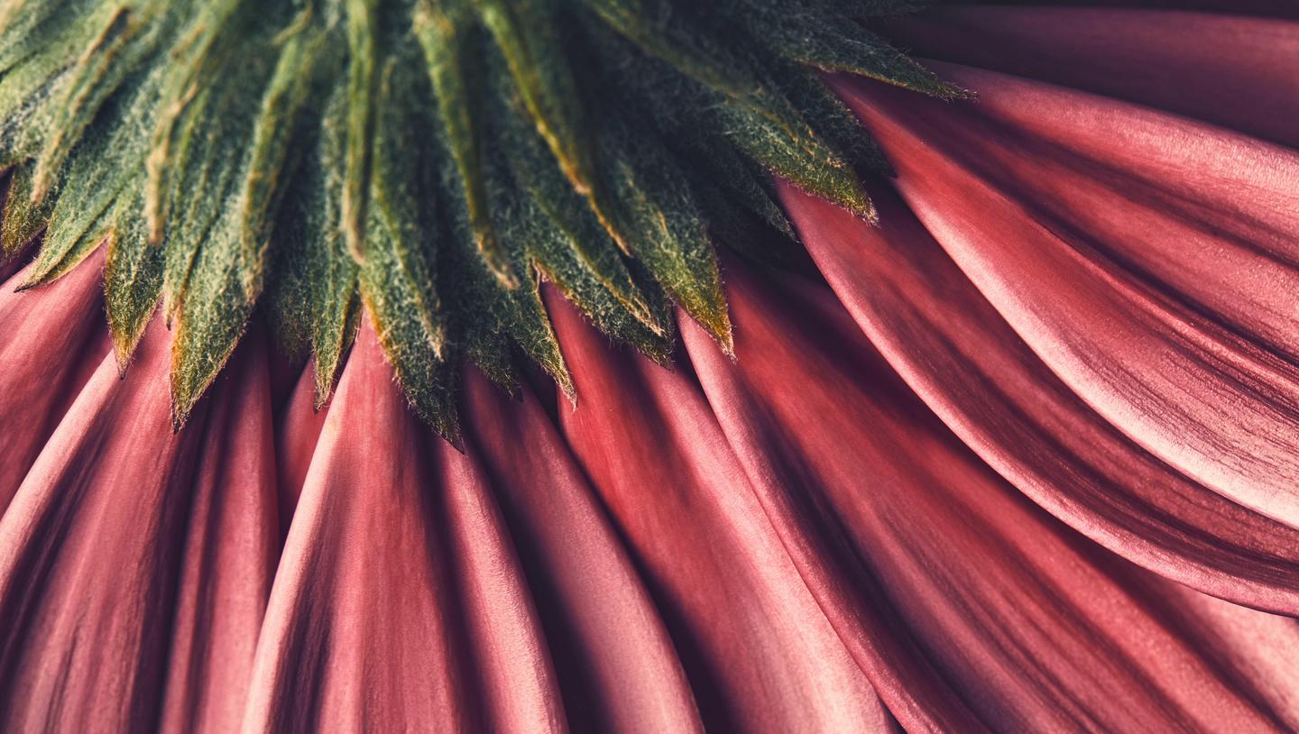 Tiny Flora — slide 1