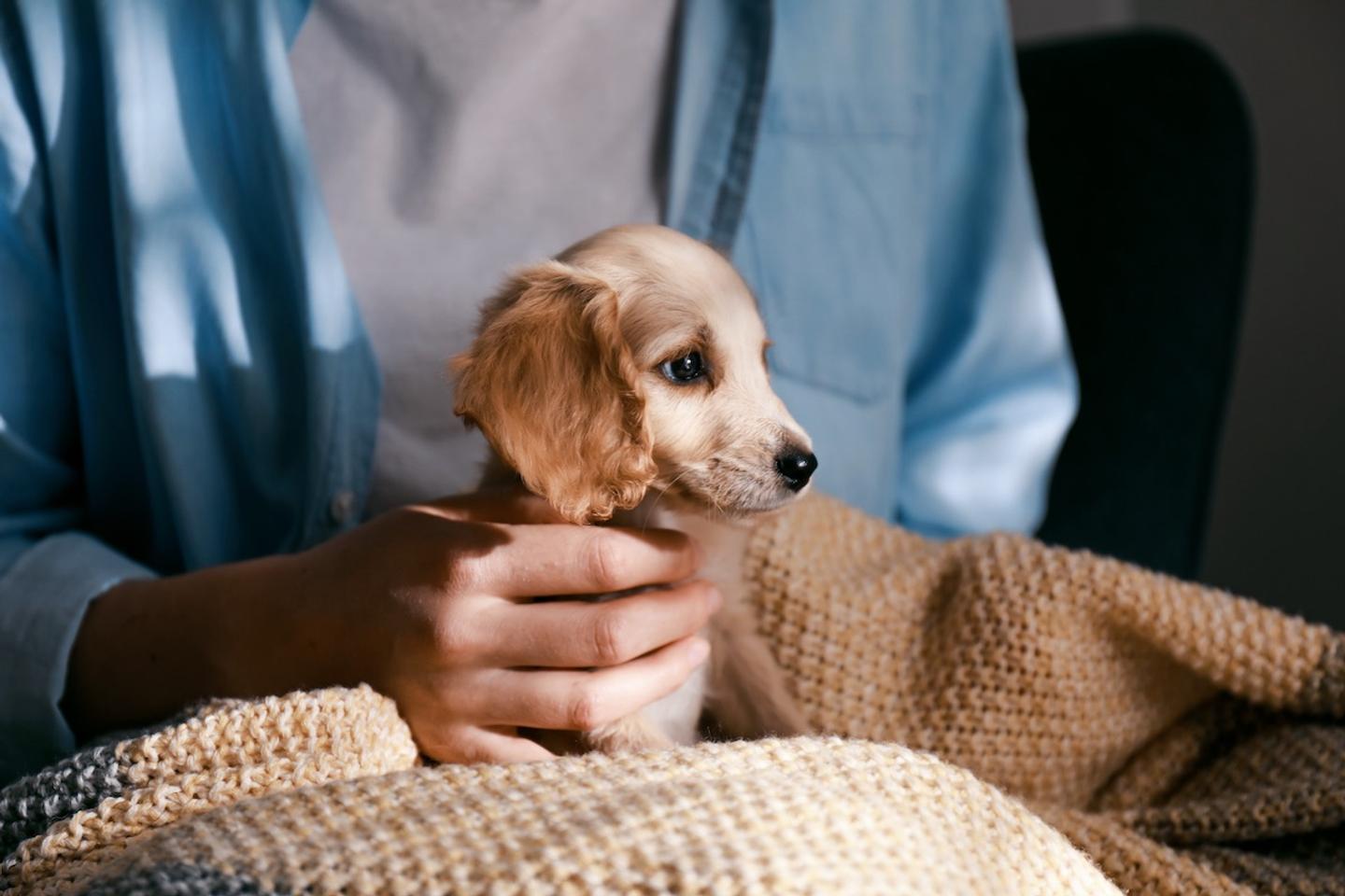 Favorite Pets — slide 3