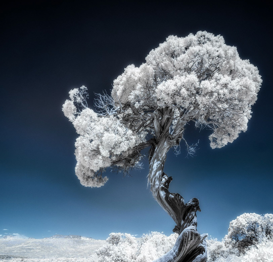 Infrared Mastery AI image