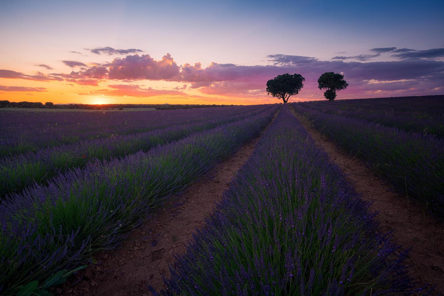 Sense Of Lavender — slide 1