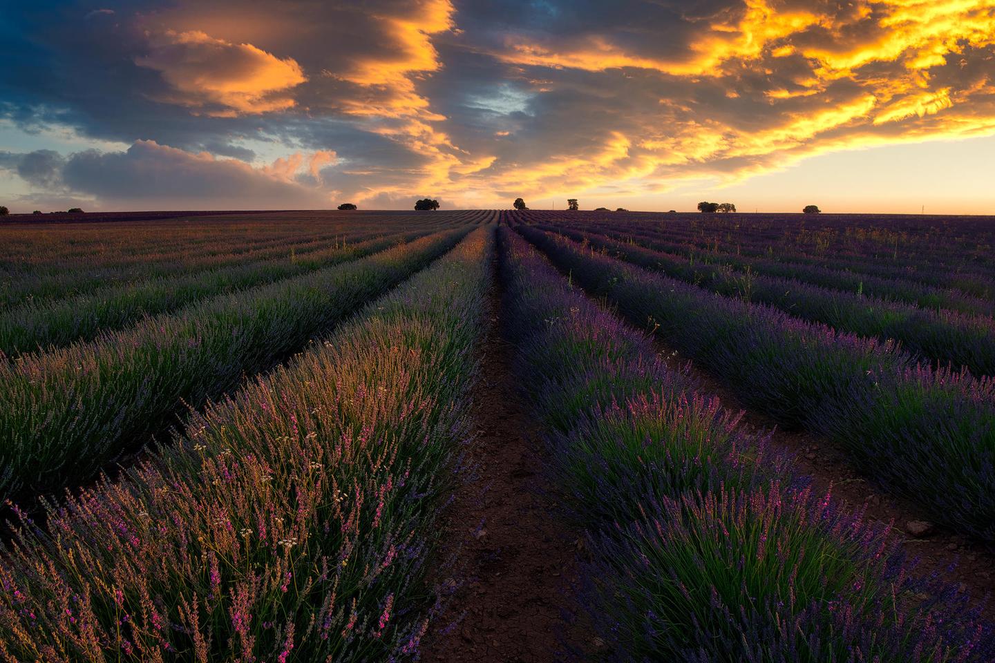 Sense Of Lavender — slide 2