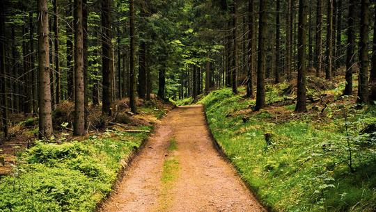 Forest Walks image