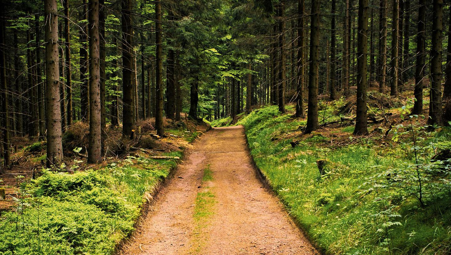 Forest Walks — slide 2