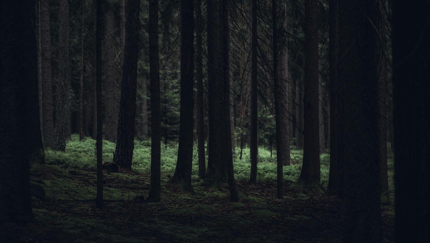 Forest Walks — slide 3