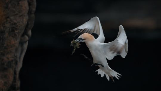 Animals In Motion image