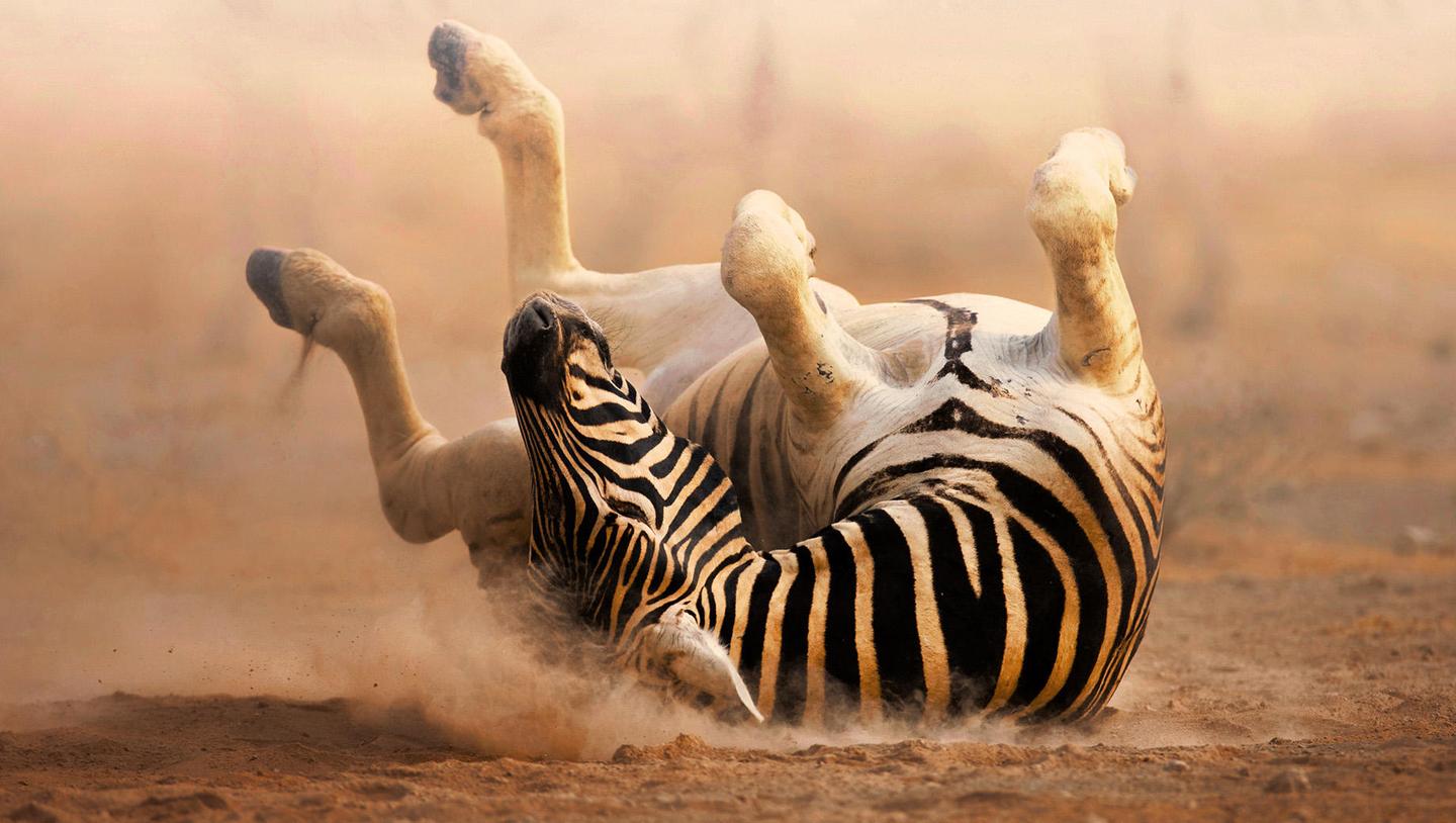 Animals In Motion — slide 4