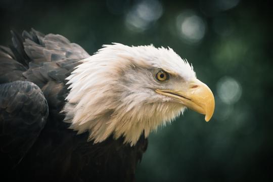 Amazing Animals - Part II image