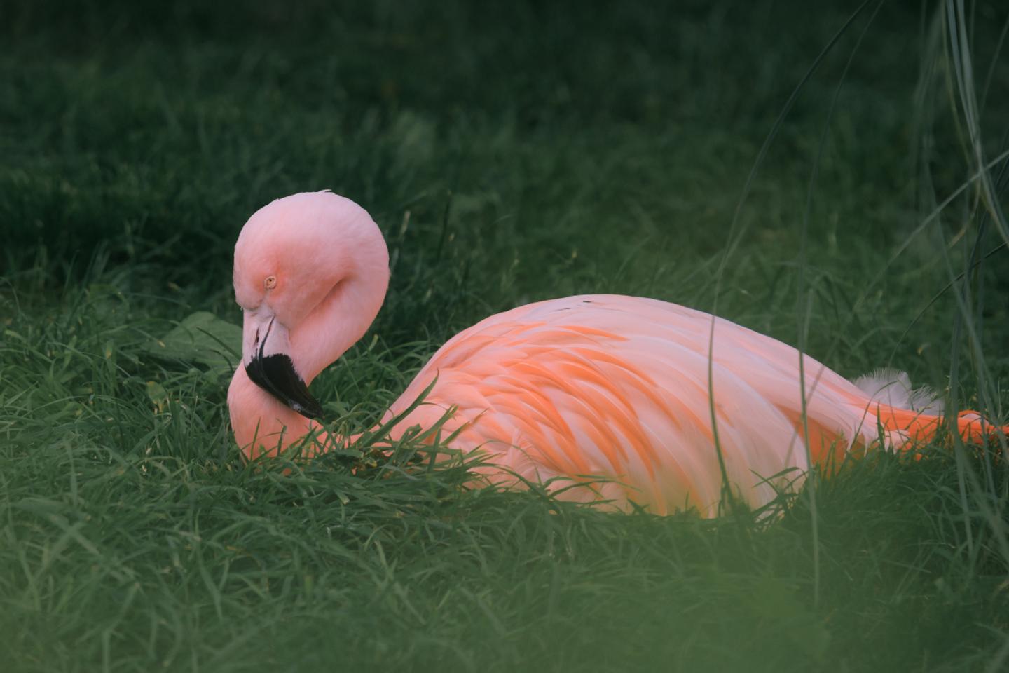 Amazing Animals - Part II — slide 2