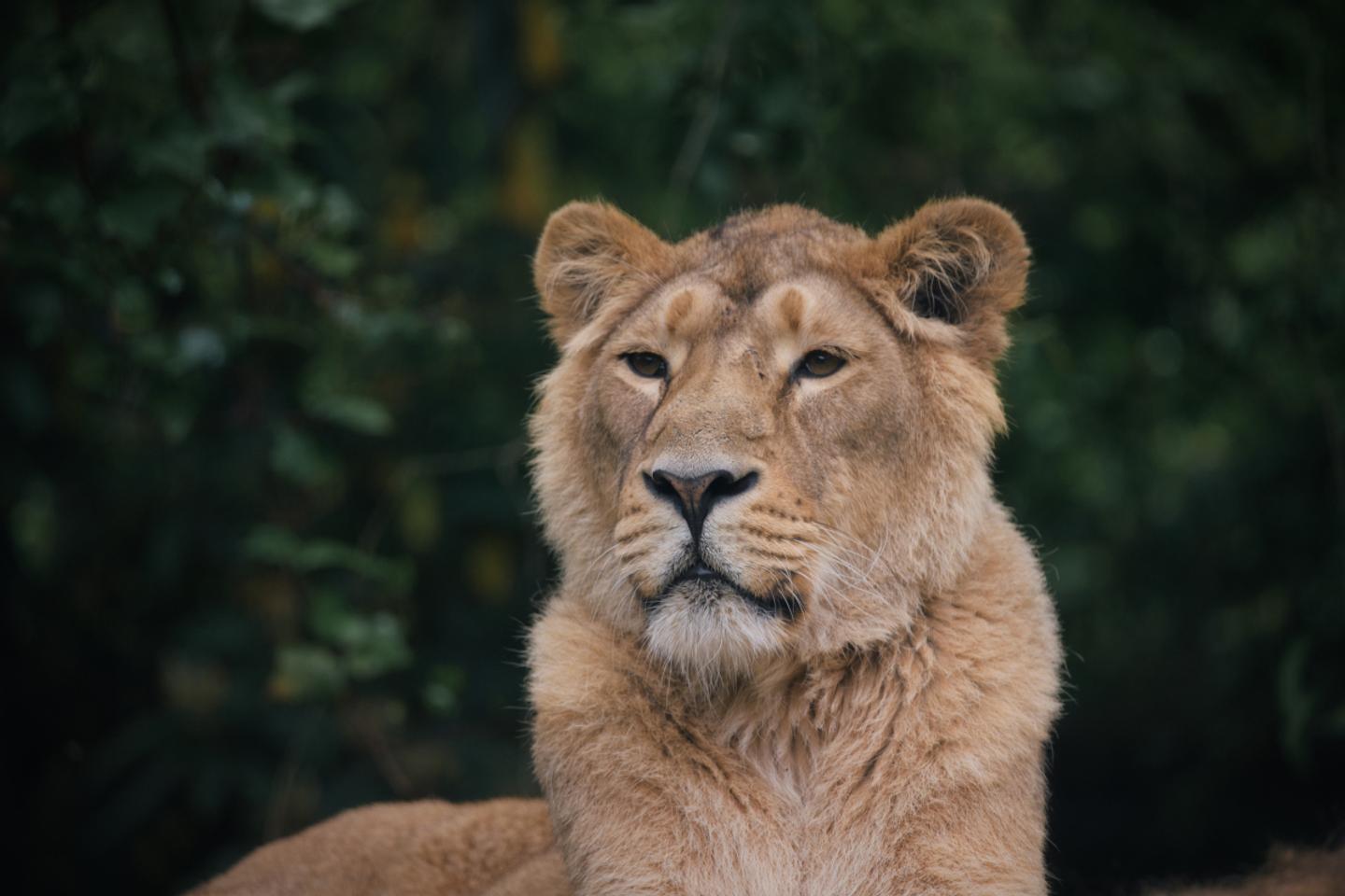 Amazing Animals - Part II — slide 6