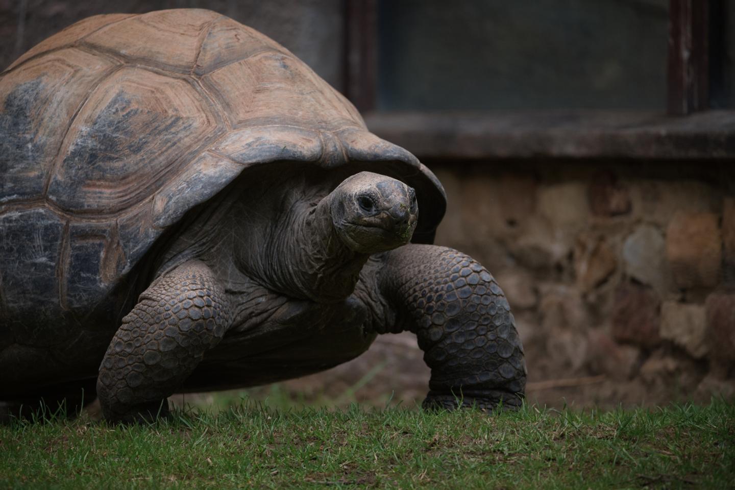 Amazing Animals - Part II — slide 5