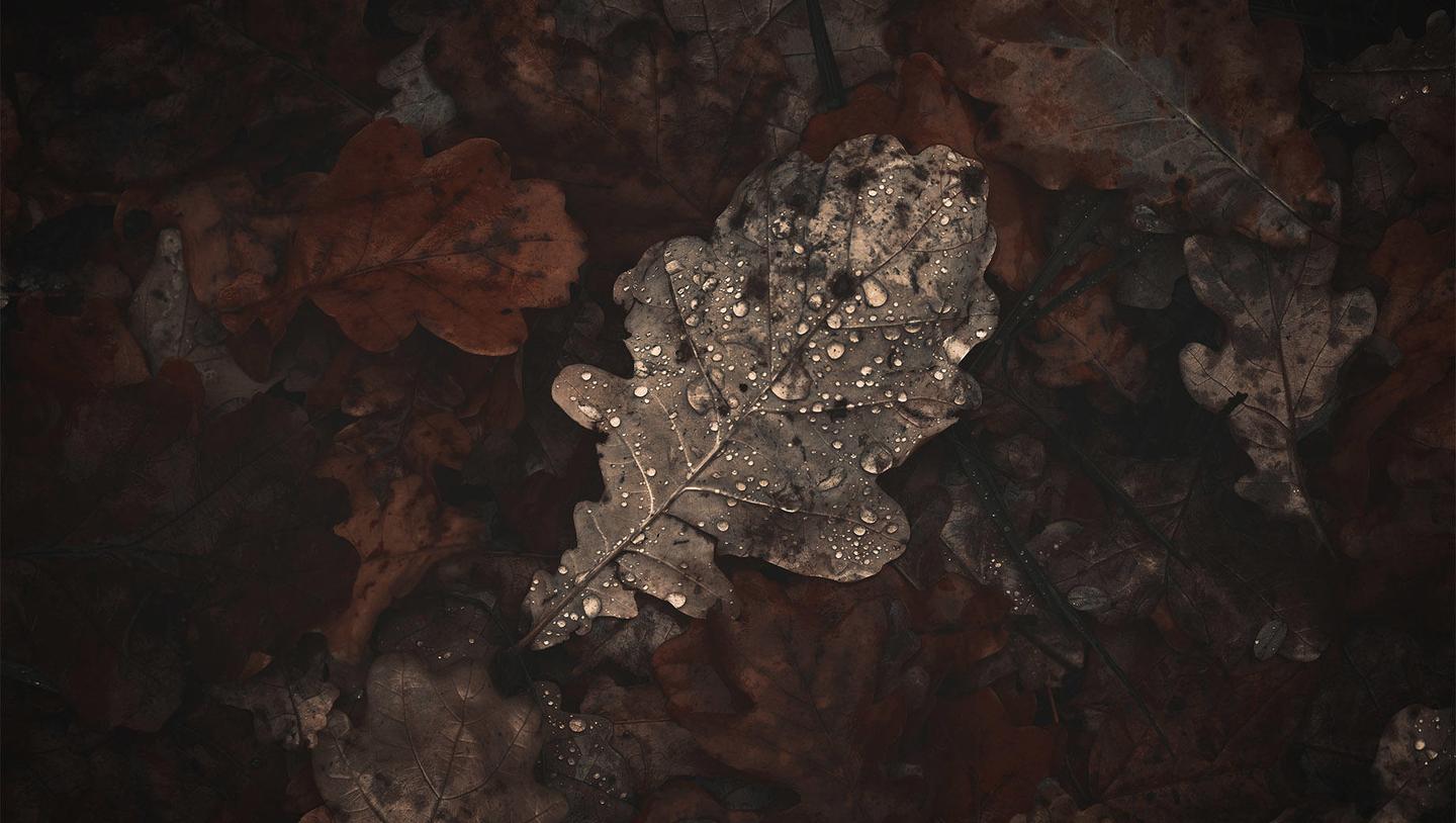 Autumn Forest — slide 4