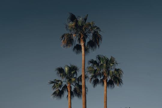 Emerald Forest LUTs image